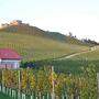               Rund um die historische Burg Taggenbrunn wird auch Wein angebaut