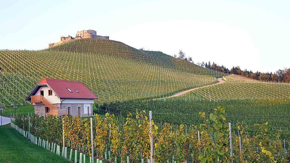               Rund um die historische Burg Taggenbrunn wird auch Wein angebaut