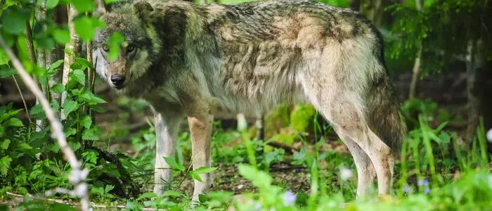 Ein Wolf
