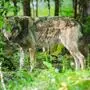 Ein Wolf