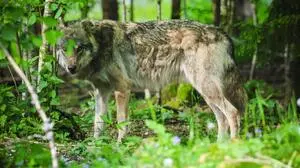 Ein Wolf