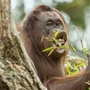 Auch die Orang-Utans im Wiener Tiergarten Schönbrunn zieht es bei frühlingshaftem Wetter nach draußen.