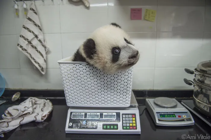 Junge Pandas sind liebenswerte Fellknäuel, die kreischen undquieken. Diese gefährdete Spezies ist enorm schwer zu züchten und in Gefangenschaft zu halten. In den 1960er-Jahren überlebten nur 60 Prozent der in Zuchtzentren geborenen Pandajungen. Heute liegt die Überlebensrate bei 90 Prozent. SCHON GEWUSST? Wer heute einen Bären tötet, muss mit 20 Jahren Gefängnis rechnen. Bis in die 1960er Jahre war die Jagd auf Pandas erlaubt.