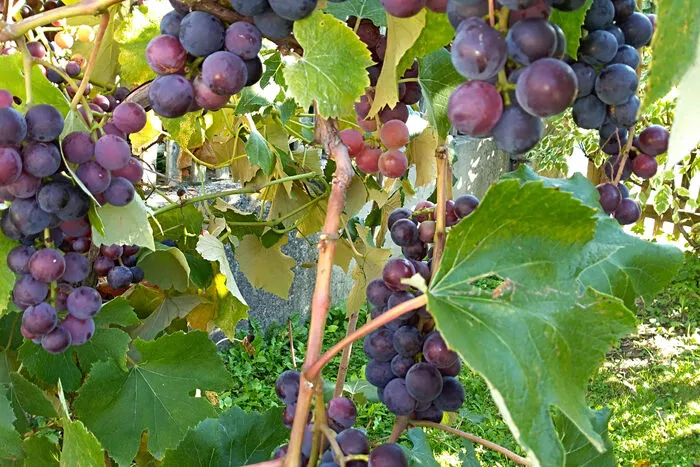 "Bald beginnt nun auch die Weinlese in unserem Garten in Murau", freut sich Ines Gusterer.