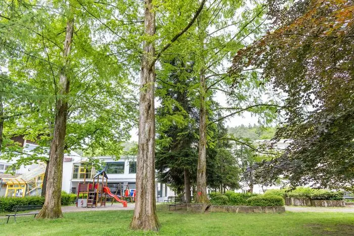 Der Baum steht direkt neben dem Gemeindezentrum