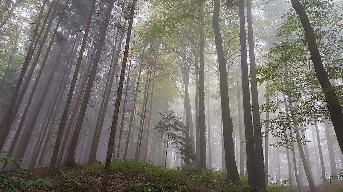 Der Waldverkauf der Stadt Bruck sorgt für Diskussionen