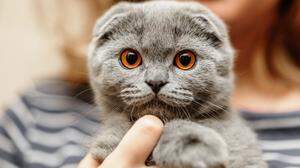 Dieses Kätzchen ist süß – aber auch unheilbar krank