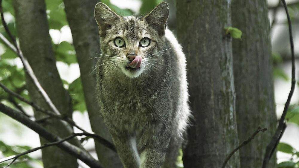 Könnte auch bald durch unsere Wälder streifen: die Wildkatze