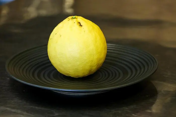 Die Kaiserzitrone wird auch Lipo und Riesenzitrone, in Süditalien Pomelo genannt