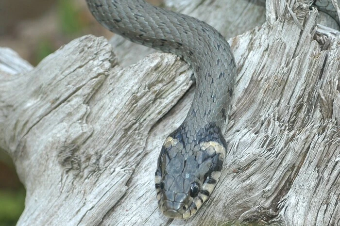 Die Ringelnatter ist wie die Würfelnatter bei Gewässern anzutreffen. Sie ernährt sich überwiegend von Amphibien. Der Name Ringelnatter soll sich auf den„Halsring“ beziehen, der durch die beiden markanten Nackenflecken gebildet wird.