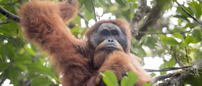 Tapanuli Orangutan Pongo tapanuliensis portrait of male, Batang Toru, North Sumatra, Indonesia. This is a newly identified species of orangutan, limited to the Batang Toru forests in North Sumatra is with a population of about 800 individuals. PUBLICATIONxINxGERxSUIxAUTxONLY 1581265 AndrewxWalmsley 