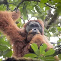 Tapanuli Orangutan Pongo tapanuliensis portrait of male, Batang Toru, North Sumatra, Indonesia. This is a newly identified species of orangutan, limited to the Batang Toru forests in North Sumatra is with a population of about 800 individuals. PUBLICATIONxINxGERxSUIxAUTxONLY 1581265 AndrewxWalmsley