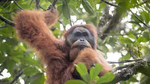 Tapanuli Orangutan Pongo tapanuliensis portrait of male, Batang Toru, North Sumatra, Indonesia. This is a newly identified species of orangutan, limited to the Batang Toru forests in North Sumatra is with a population of about 800 individuals. PUBLICATIONxINxGERxSUIxAUTxONLY 1581265 AndrewxWalmsley 