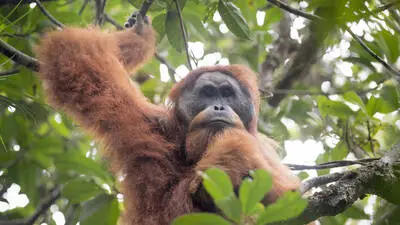 Tapanuli Orangutan Pongo tapanuliensis portrait of male, Batang Toru, North Sumatra, Indonesia. This is a newly identified species of orangutan, limited to the Batang Toru forests in North Sumatra is with a population of about 800 individuals. PUBLICATIONxINxGERxSUIxAUTxONLY 1581265 AndrewxWalmsley 