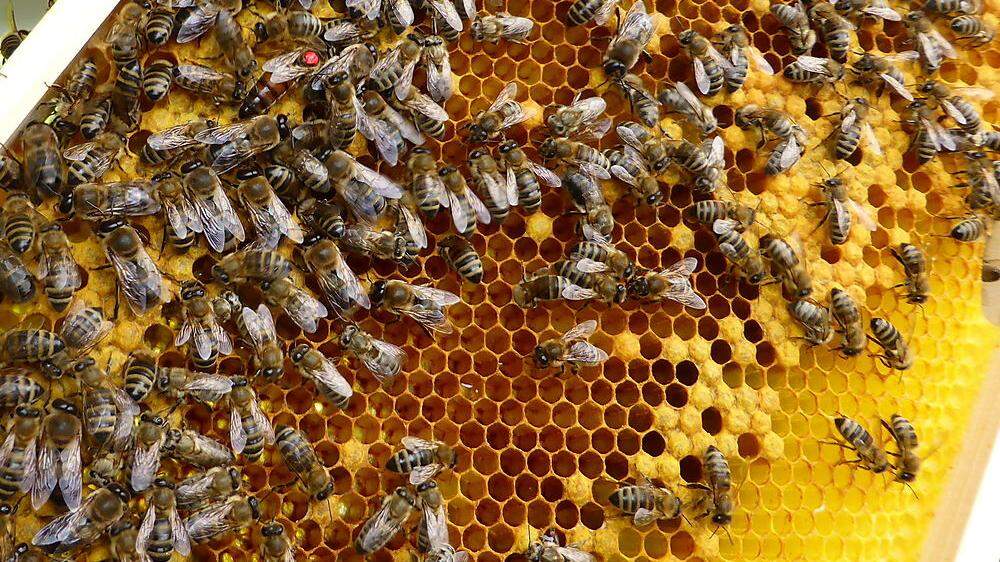 Honig ist für Reitinger ein Geschenk der Natur