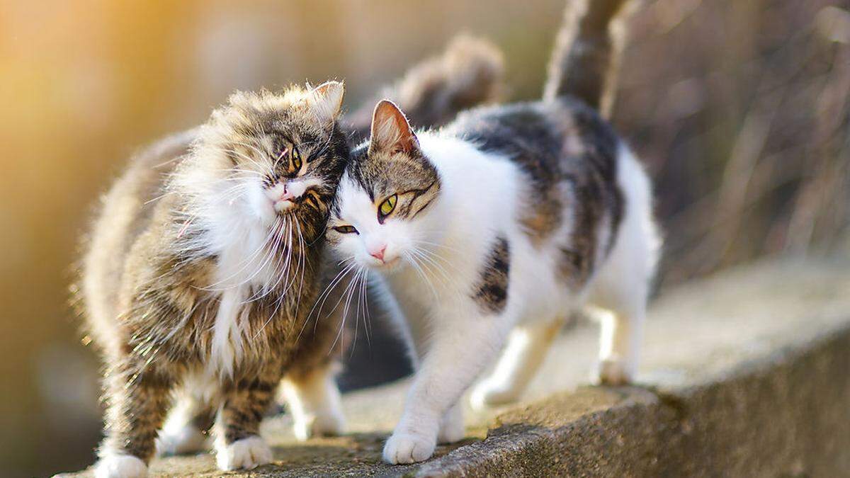 Von der Wildkatze zur Hauskatze: Mehr Fress-Profiteur als Haustier