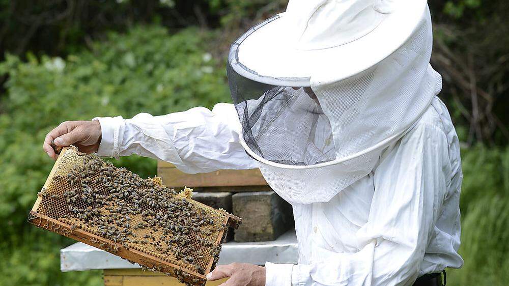 Bienenvölker müssen jetzt genau registriert werden