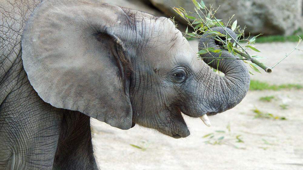 Elefantenmädchen Iqhwa wird drei Jahre alt