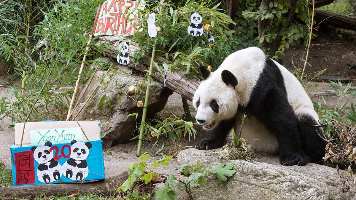 Schönbrunner Panda-Männchen &quot;Yuan Yuan&quot; wird 20 