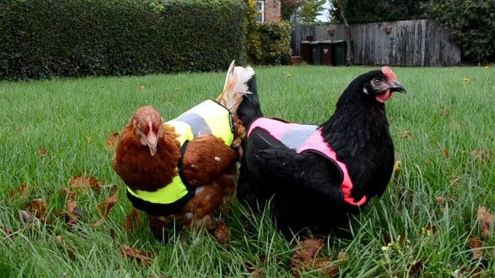 Warnwesten für Hühner kann man übrigens im Internet bestellen