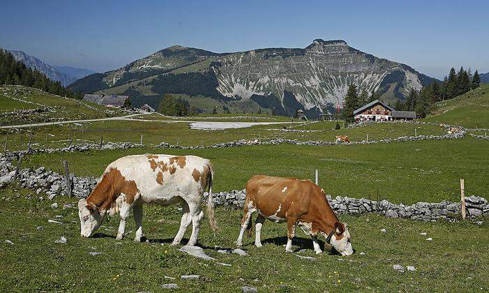 Kühe auf den Almen in Hintertrattberg