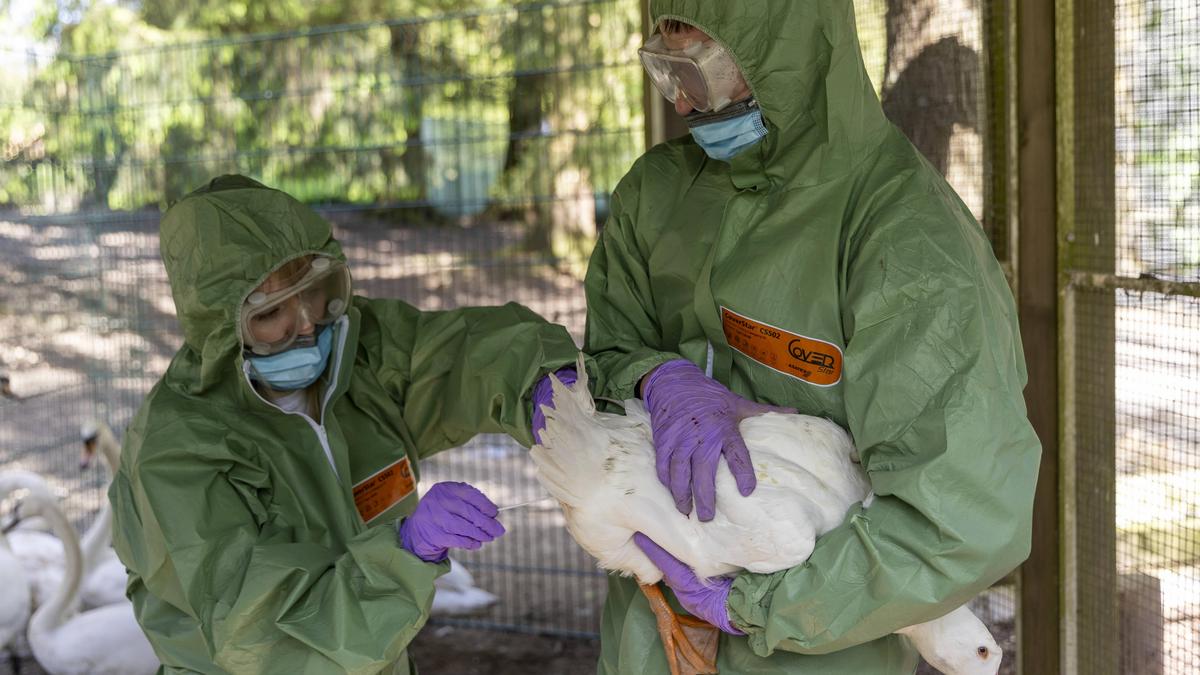 Die Tierseuche gibt Anlass zur Sorge