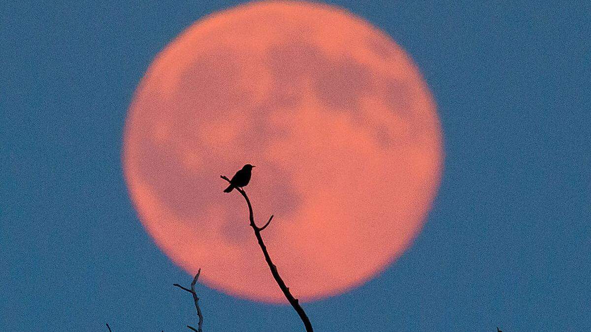 Mond war vorübergehend als Testgelände gedacht