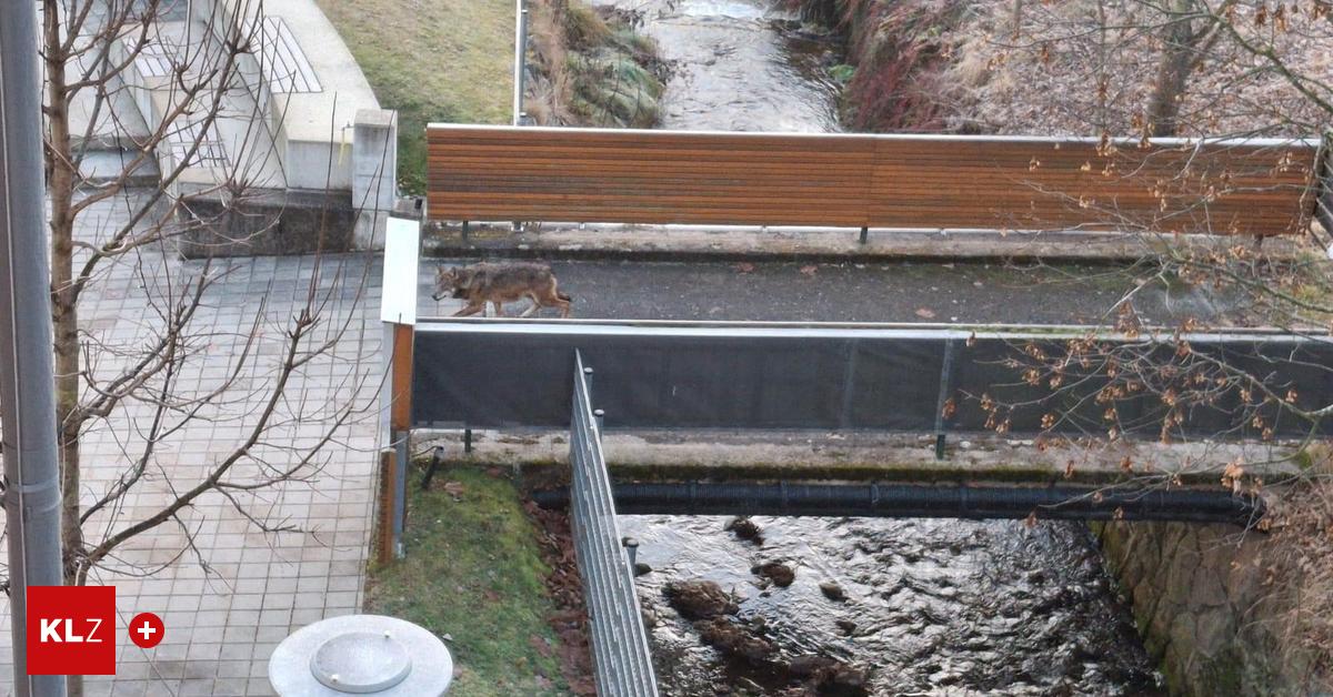 Am-helllichten-Tag-Wolf-spaziert-mitten-durch-obersteirisches-Ortszentrum