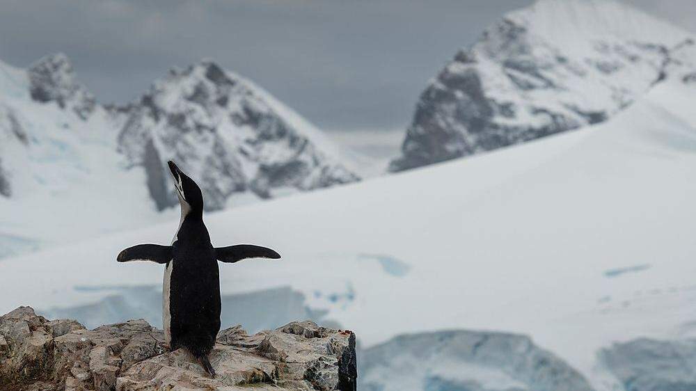 Düstere Aussichten für die Antarktis und ihre Bewohner