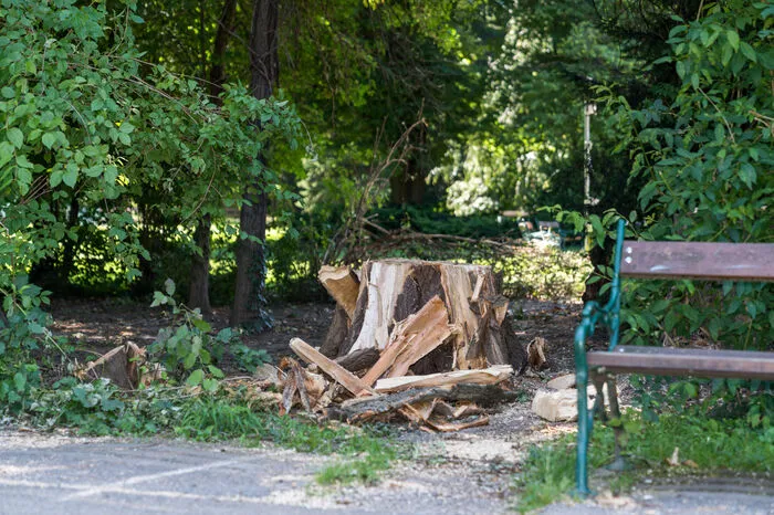 Am längsten werden die Arbeiten wohl am Rosenhain andauern, wo das Gehölz stark in Mitleidenschaft gezogen wurde.  