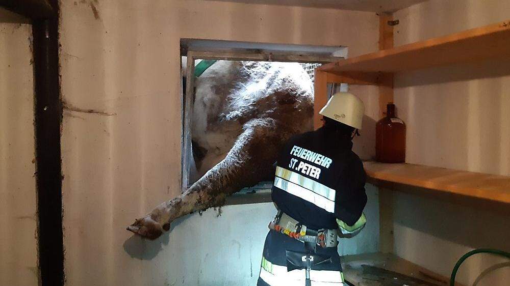Die Kuh wurde durch das Kellerfenster gerettet 