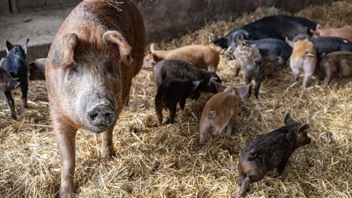 Die Wollschweine werden am Gutshof Krispel dreimal so alt wie herkömmliche Mastschweine.
