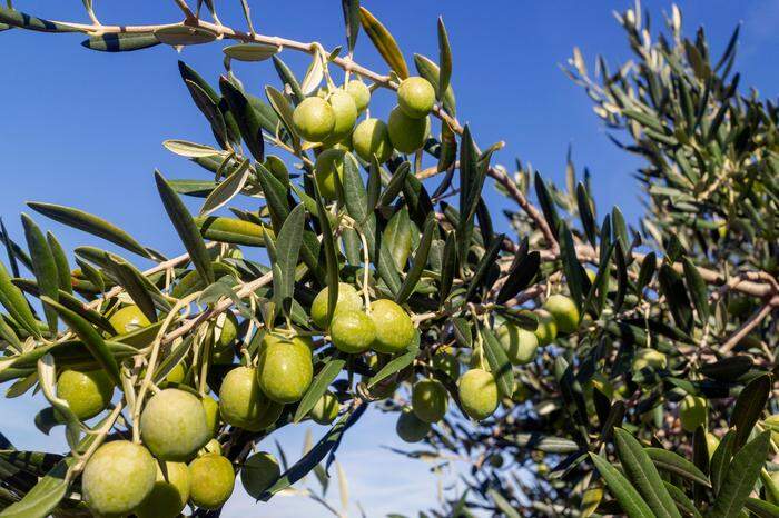 Von der dalmatischen Sonne geküsste Oliven sind so etwas wie das Wahrzeichen der Insel Brač