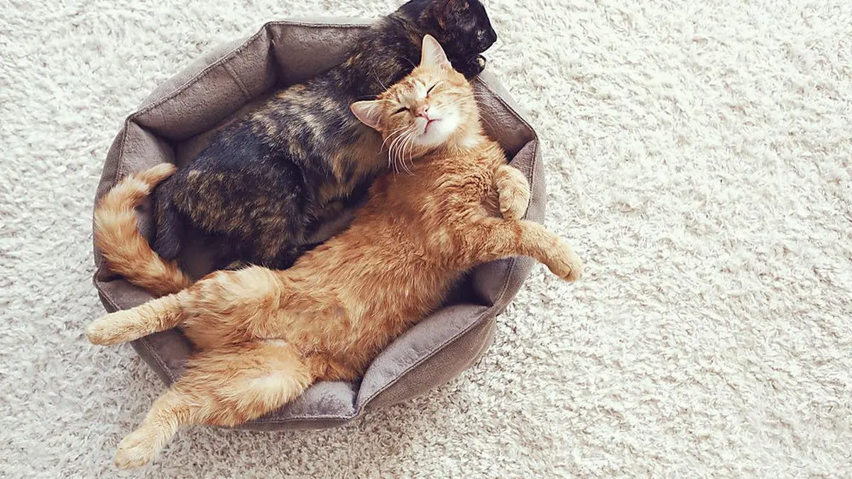 Warum Treten Katzen Bevor Sie Sich Hinlegen www.kleinezeitung.at