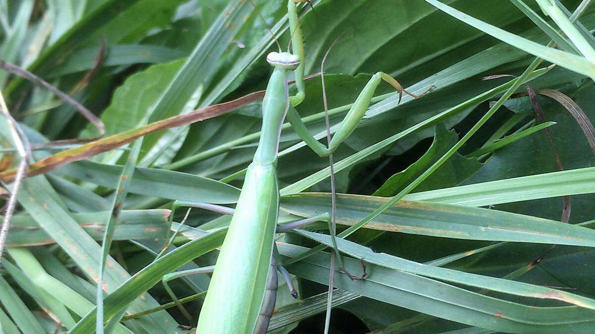 Die Gottesanbeterin ernährt sich hauptsächlich von anderen Insekten