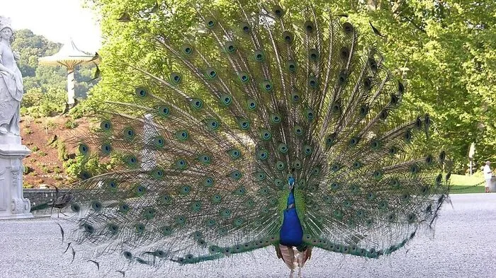 So kennt man sie: 25 bis 30 Pfaue stolzieren durch den Park rund um das Schloss Eggenberg...