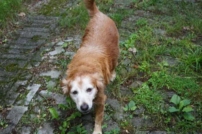 Hund "Hexi" ist bei jedem Ausflug dabei.