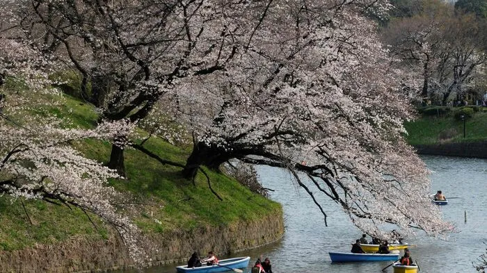 Sobald die ersten Blüten sprießen, gibt es kein Halten mehr: Sakura, die Kirschblüte, versetzt Japaner alljährlich mit ihrer betörenden Pracht in einen Rauschzustand.