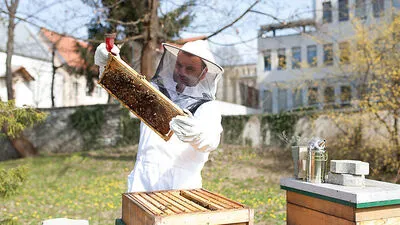 Die Stadt kann ein gutes Zuhause für Bienen sein, wie acht Bienenstock-Standorte der City Imker beweisen. Weitere sollen dazu kommen