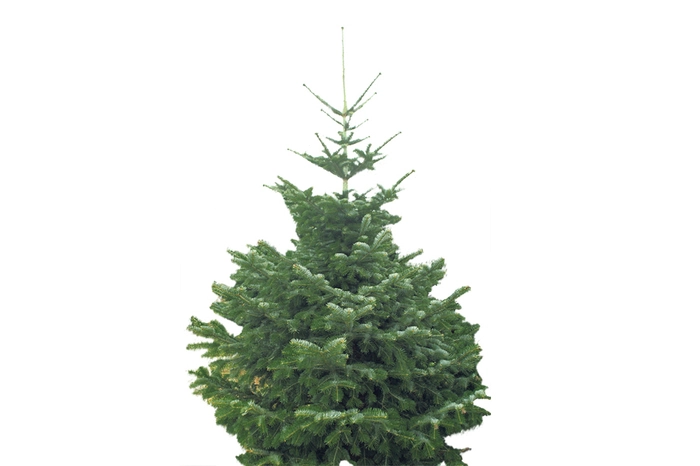 Nordmanntanne.Sie besticht durch ihre dunkelgrüne Farbe, Form und Dichte und ist unter anderem wegen ihrer Haltbarkeit der mit Abstand beliebteste heimische Christbaum.