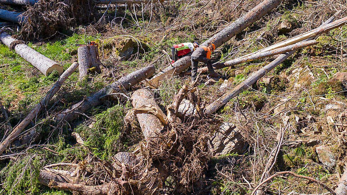 Unter Einsatz ihres Lebens arbeiten Rumänen das Schadholz auf 