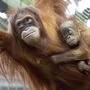 Eine aufregende Endeckung für die Forscher: Eine neue Orang-Utan-Art 