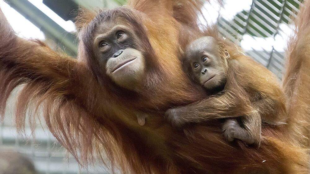 Eine aufregende Endeckung für die Forscher: Eine neue Orang-Utan-Art 