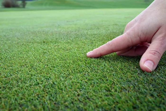 Der Rasen rund um die Fahne wird "Green" genannt und ist nur drei Millimeter hoch.