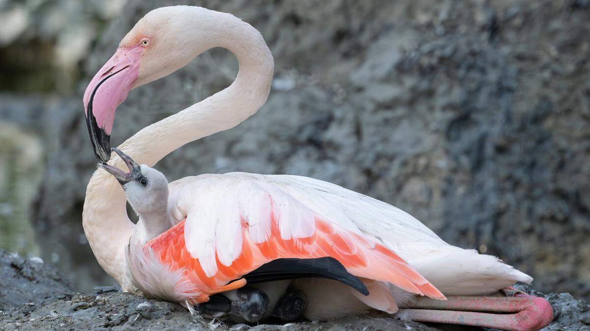 Nach vier Jahren gibt es endlich wieder Flamingo-Babys