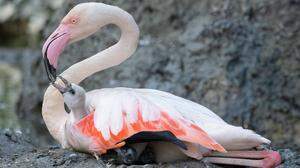 Nach vier Jahren gibt es endlich wieder Flamingo-Babys