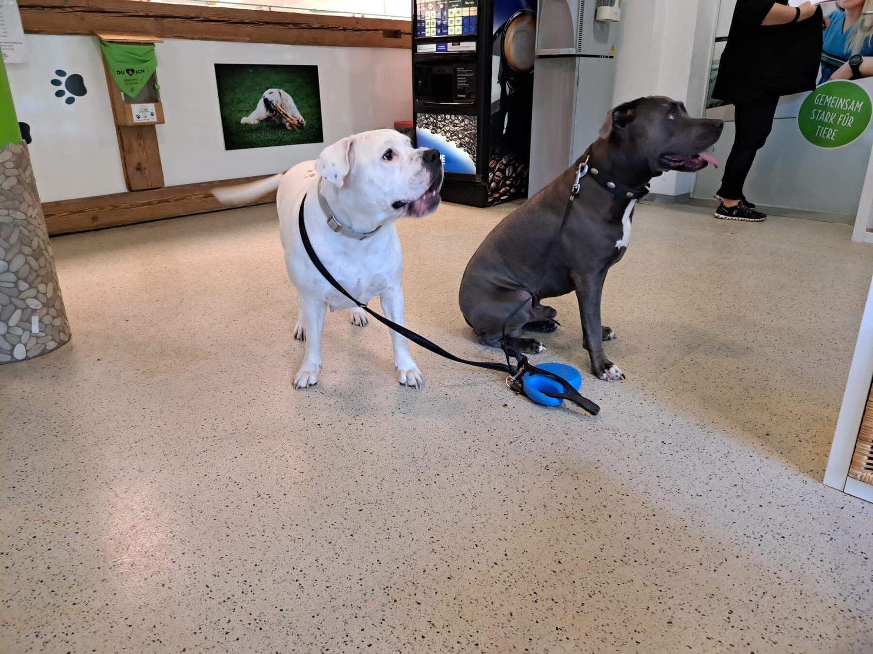 Tierheim Arche Noah Hundebesitzer lie Leinen seiner