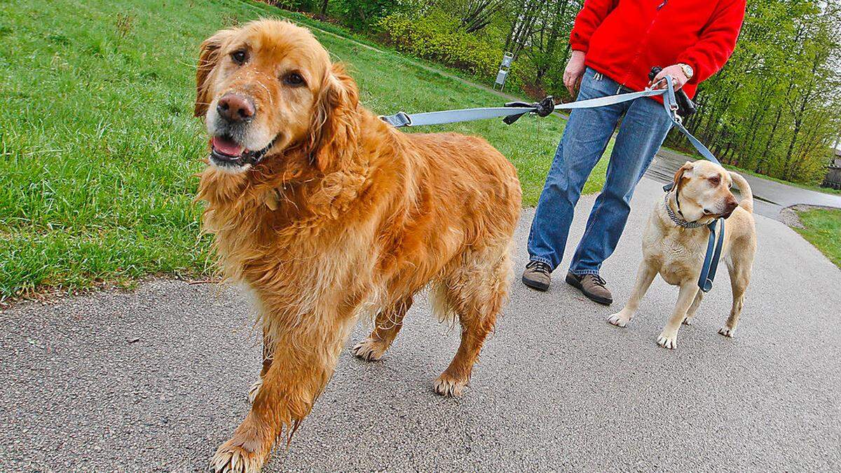 Beim Spaziergang mit ihrem Hund wurde eine Zehnjährige von einem Auto erfasst