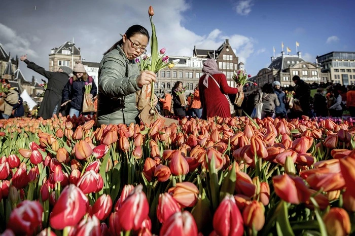 Während der Tulpenzeit, die von Januar bis Ende April dauert, werden die meisten Tulpensorten in Blumenläden, im Supermarkt oder an Blumenständen verkauft.
