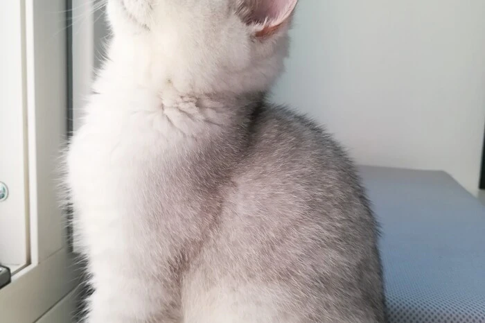 Katzen kann man sehr wohl etwas beibringen! So gehen wir gerne im Freien spazieren (ohne Schmäh! Die gehen Gassi wie ein Hund), machen auf Kommando Sitz, Männchen und High Five. Platz ist derzeit in Arbeit.